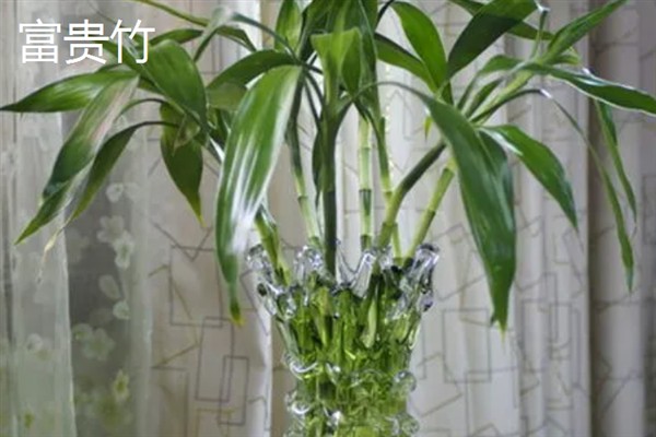 哪些室内植物可以水培，常见富贵竹、万年青等品种