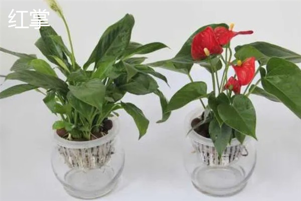 哪些室内植物可以水培，常见富贵竹、万年青等品种