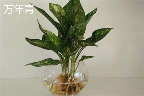哪些室内植物可以水培，常见富贵竹、万年青等品种
