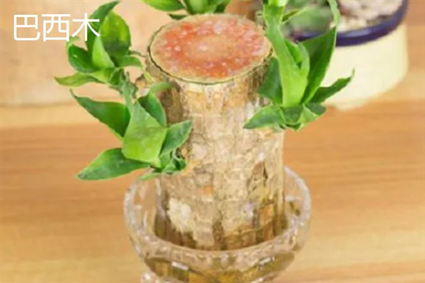 哪些室内植物可以水培，常见富贵竹、万年青等品种