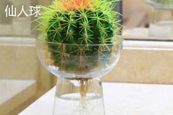 哪些室内植物可以水培，常见富贵竹、万年青等品种