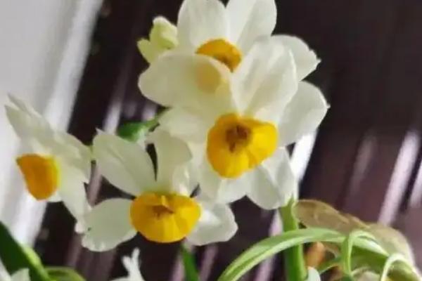 有哪些白色的花，有栀子花、茉莉花、水仙花等