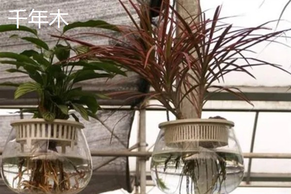 哪些室内植物可以水培，常见富贵竹、万年青等品种
