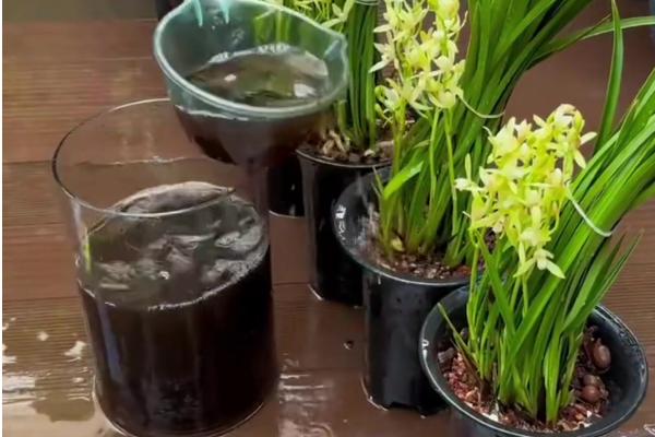 兰花叶子尖发黄怎么处理，需减少肥料并增加水分