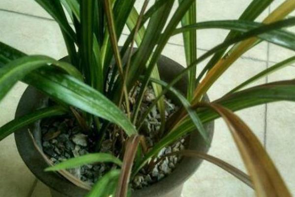 兰花叶子尖发黄怎么处理，需减少肥料并增加水分