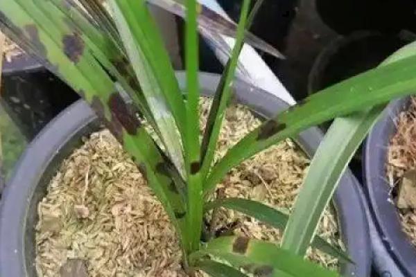 兰花叶子尖发黄怎么处理，需减少肥料并增加水分