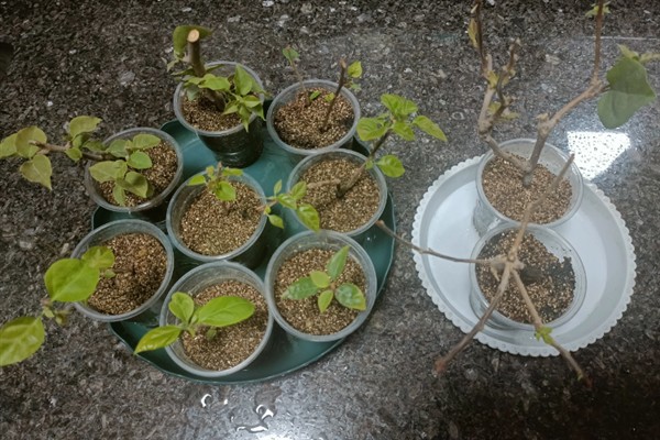 三角梅徒长枝如何处理，需要及时修剪枝条