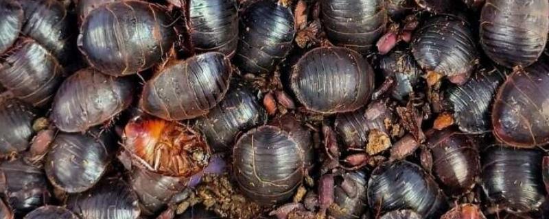 养殖土鳖虫的方法，对幼虫主喂精饲料