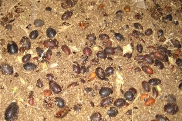 养殖土鳖虫的方法，对幼虫主喂精饲料
