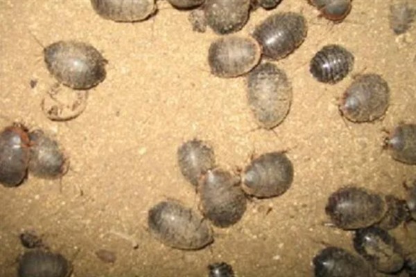 养殖土鳖虫的方法，对幼虫主喂精饲料