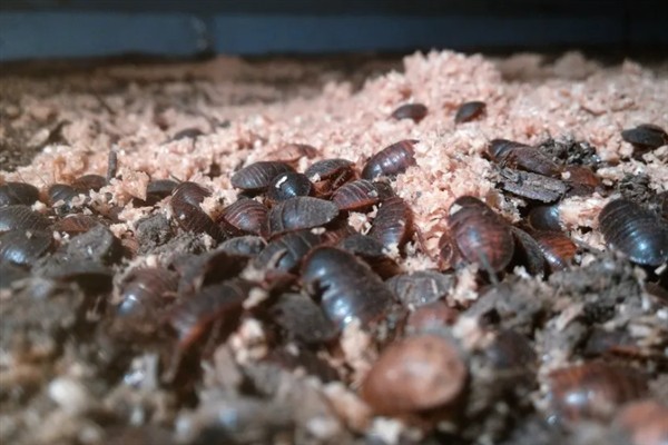 养殖土鳖虫的方法，对幼虫主喂精饲料