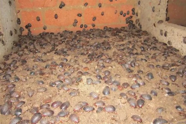 养殖土鳖虫的方法，对幼虫主喂精饲料