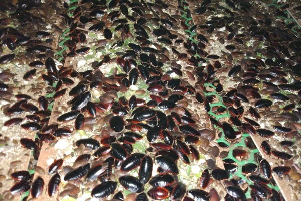 养殖土鳖虫的方法，对幼虫主喂精饲料