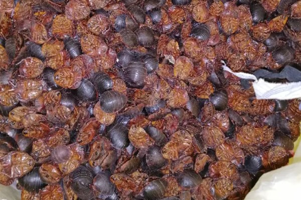 养殖土鳖虫的方法，对幼虫主喂精饲料