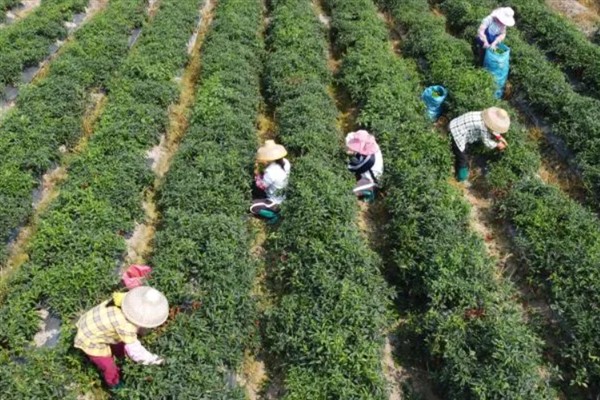 辣椒为何不开花不结果，可能是缺少养分、缺少光照等原因造成