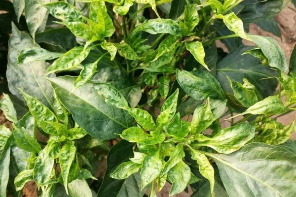 辣椒为何不开花不结果，可能是缺少养分、缺少光照等原因造成