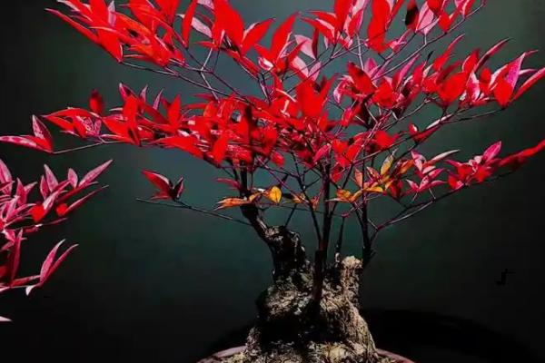 南天竹有什么花语，代表吉祥如意、健康长寿等含义