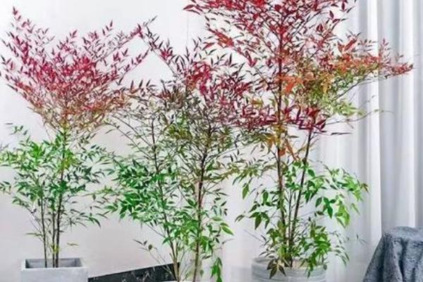 南天竹有什么花语，代表吉祥如意、健康长寿等含义