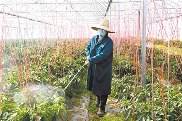 辣椒为何不开花不结果，可能是缺少养分、缺少光照等原因造成