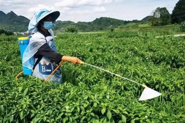 辣椒为何不开花不结果，可能是缺少养分、缺少光照等原因造成