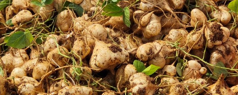 凉薯的亩产量，一般能达到1.2万斤左右