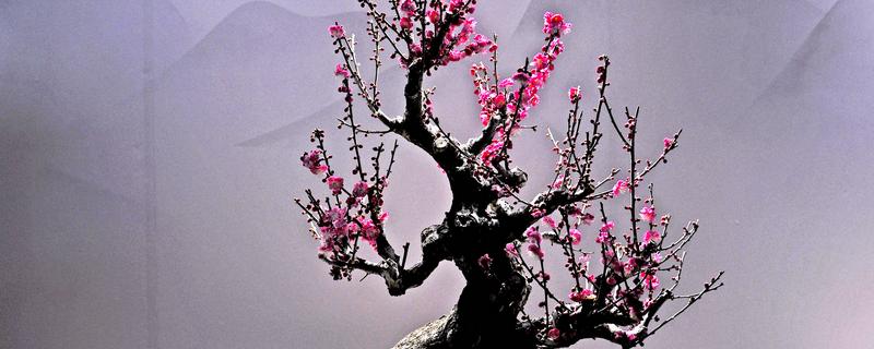 盆栽梅花如何修剪，在栽植时就要进行修剪确定造型
