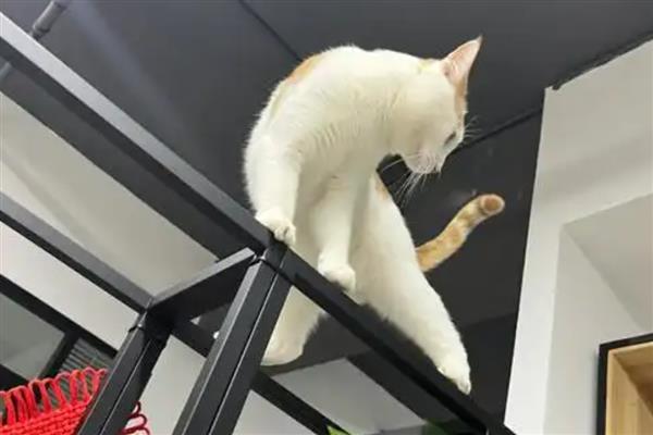 为什么猫咪的避障能力这么强，因为它有快速的反应能力
