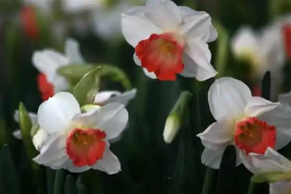 水仙花的颜色类型，常见白黄色、白红色、纯白色等6个种类