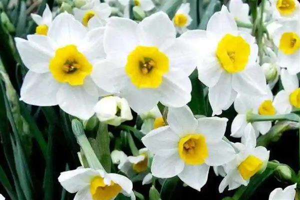 水仙花的颜色类型，常见白黄色、白红色、纯白色等6个种类