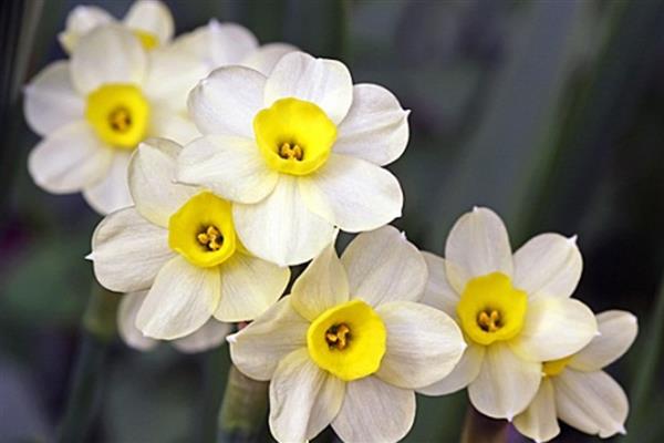 水仙花的颜色类型，常见白黄色、白红色、纯白色等6个种类