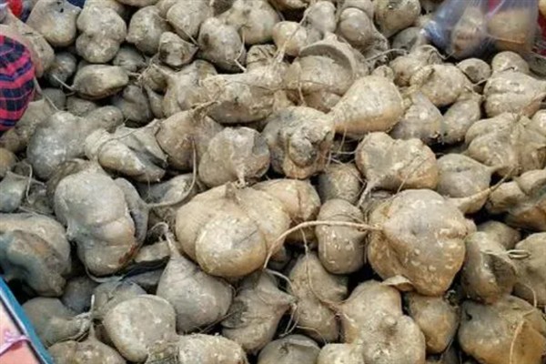 凉薯的亩产量，一般能达到1.2万斤左右
