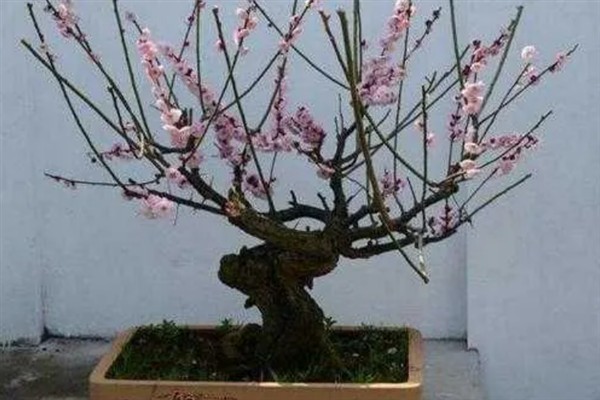 盆栽梅花如何修剪，在栽植时就要进行修剪确定造型