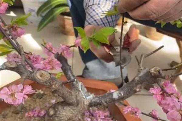 盆栽梅花如何修剪，在栽植时就要进行修剪确定造型
