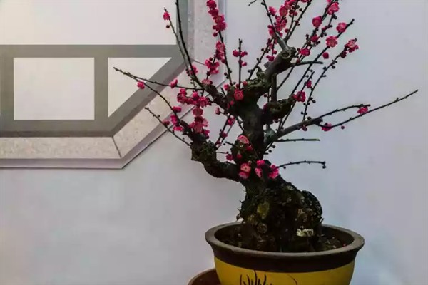 盆栽梅花如何修剪，在栽植时就要进行修剪确定造型