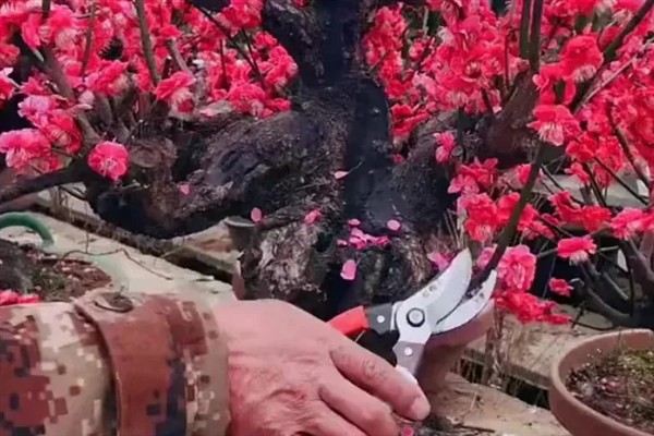 盆栽梅花如何修剪，在栽植时就要进行修剪确定造型