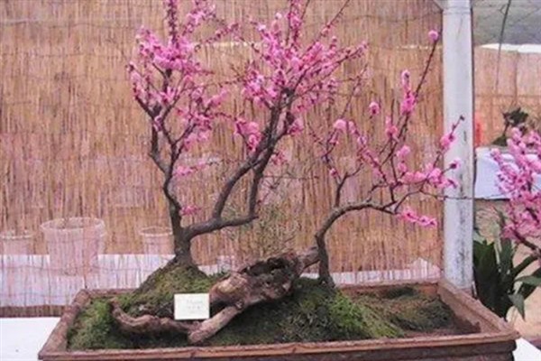 盆栽梅花如何修剪，在栽植时就要进行修剪确定造型