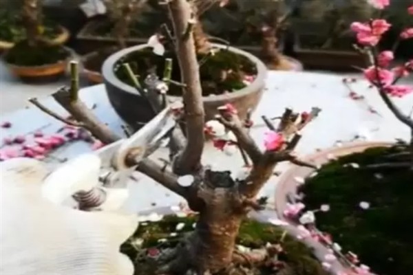 盆栽梅花如何修剪，在栽植时就要进行修剪确定造型
