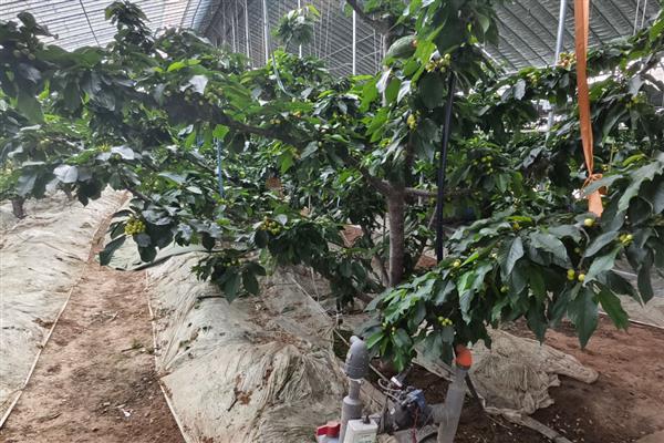 樱桃树结果所需时间，从种植到结果需要3-6年