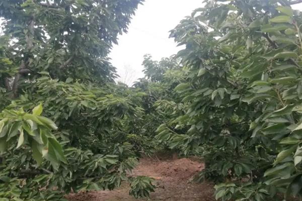 樱桃树结果所需时间，从种植到结果需要3-6年