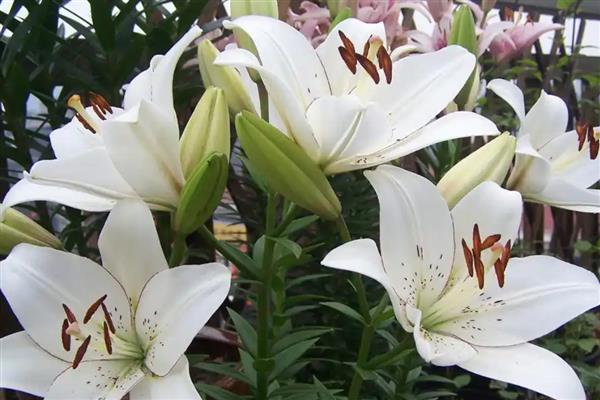有哪些代表财富的花，常见的有杜鹃、郁金香等