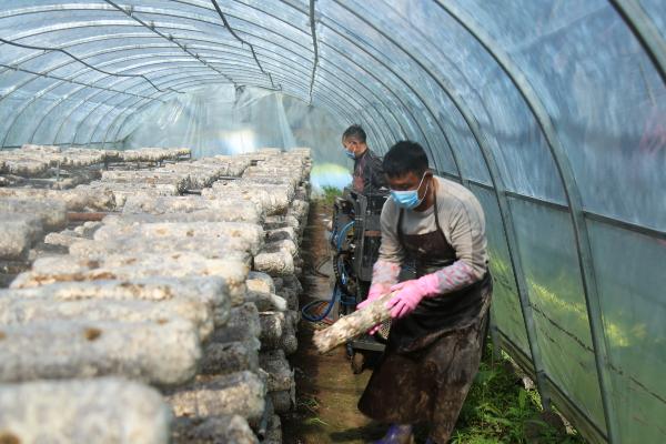 香菇第一茬出完后如何养菌，需要进行15天左右的养菌期