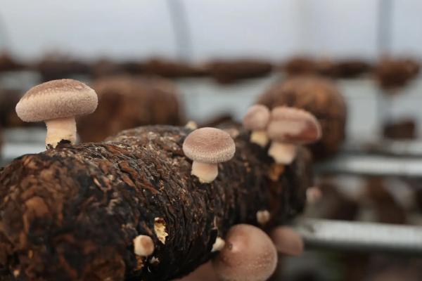 香菇第一茬出完后如何养菌，需要进行15天左右的养菌期
