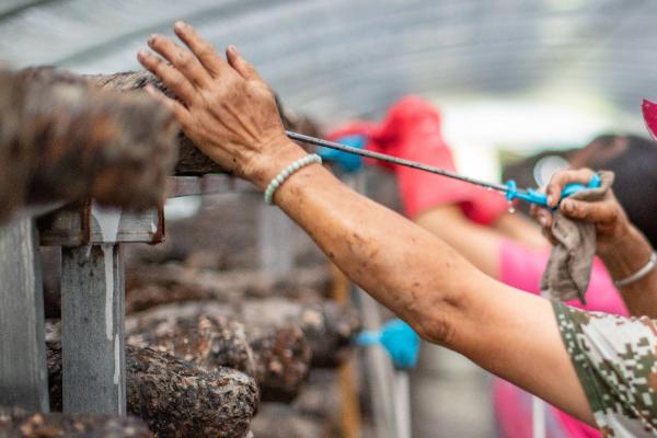 香菇第一茬出完后如何养菌，需要进行15天左右的养菌期