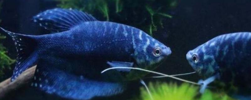 曼龙鱼的养殖方法，每天投喂1-2次