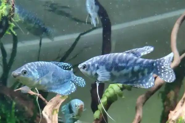 曼龙鱼的养殖方法，每天投喂1-2次