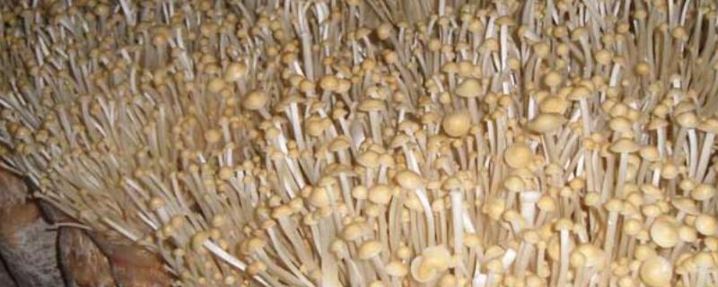 金针菇如何高产，发菌阶段要做好保温、通风等工作