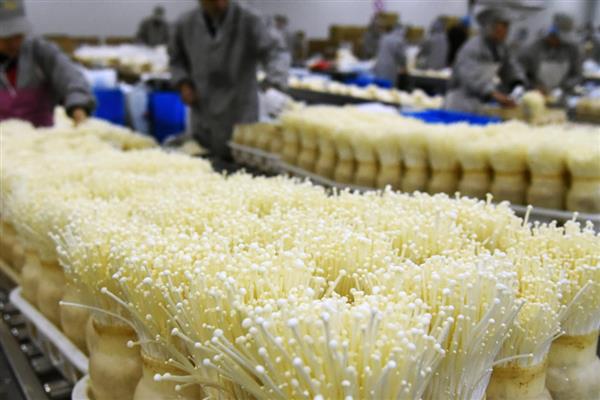 金针菇如何高产，发菌阶段要做好保温、通风等工作