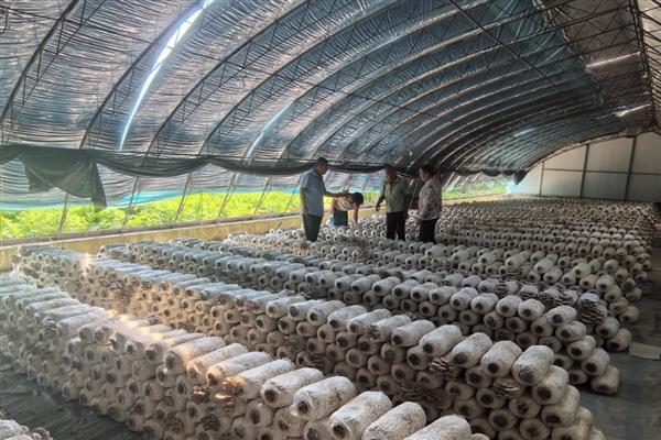 金针菇如何高产，发菌阶段要做好保温、通风等工作