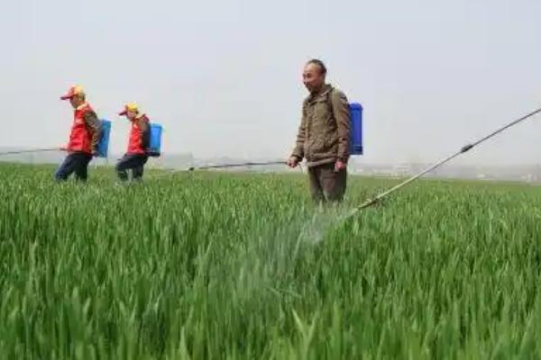 小麦增产套餐何时打，在抽穗扬花期、灌浆期打