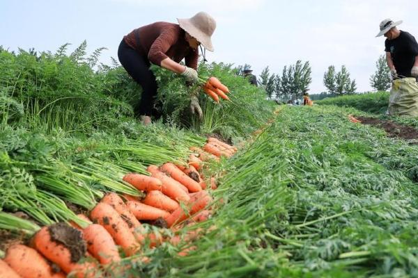 胡萝卜开花后能不能收获，可以采种但尚未到收获时间